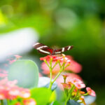 Insektenfreundliche Gärten gestalten: Henry Neuhauser erklärt, worauf es ankommt