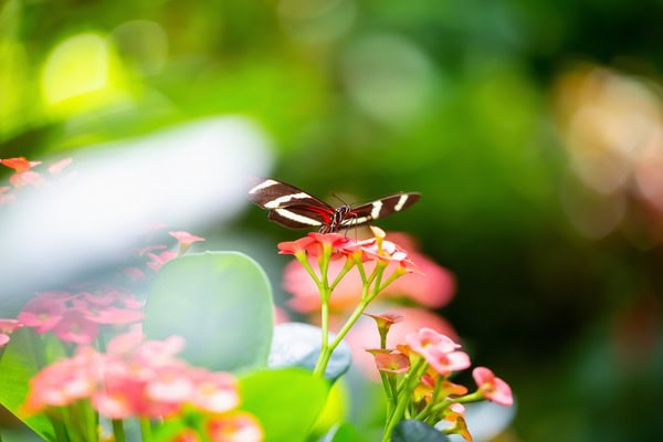 Insektenfreundliche Gärten gestalten: Henry Neuhauser erklärt, worauf es ankommt